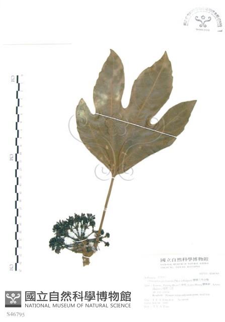 蘭嶼八角金盤藏品圖，第1張