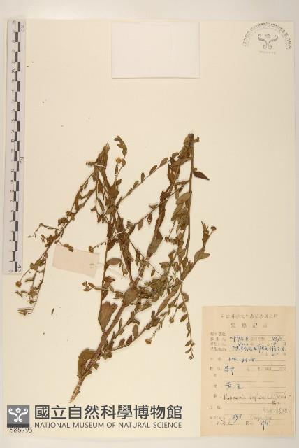 雞兒腸藏品圖，第1張