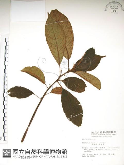 水冬瓜藏品圖，第1張