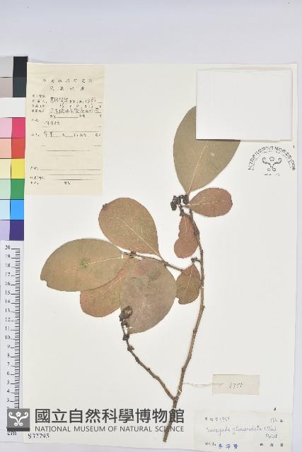 白樹藏品圖，第1張