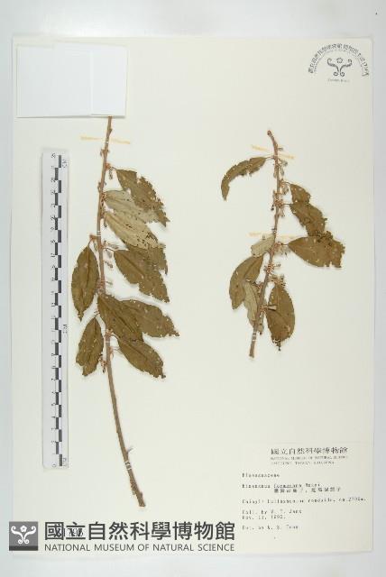 臺灣胡頹子藏品圖，第1張