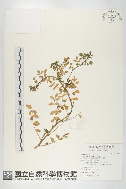 水芥菜、豆瓣菜、無心菜、水甕菜藏品圖，第1張