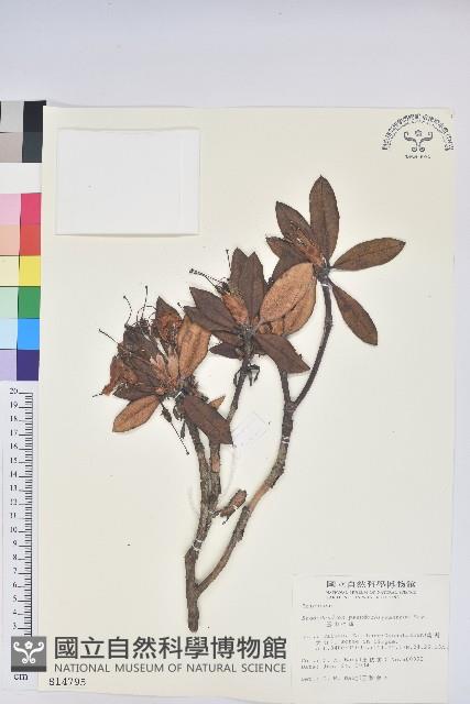 玉山杜鵑藏品圖，第1張