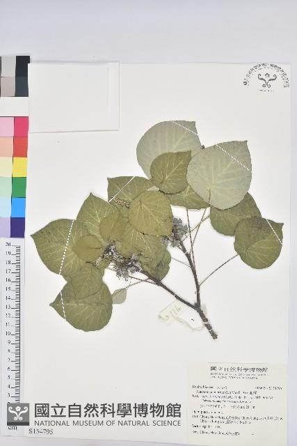 血桐藏品圖，第1張