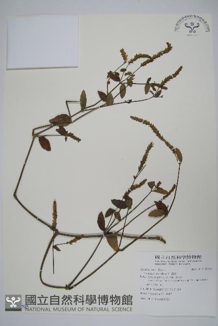 爵床藏品圖，第1張