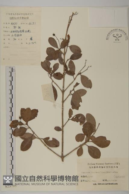 扶芳藤藏品圖，第1張