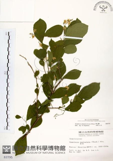 灰木藏品圖，第1張