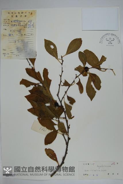 鼠李冬青、滿樹星藏品圖，第1張