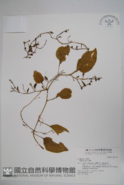 落葵藏品圖，第1張