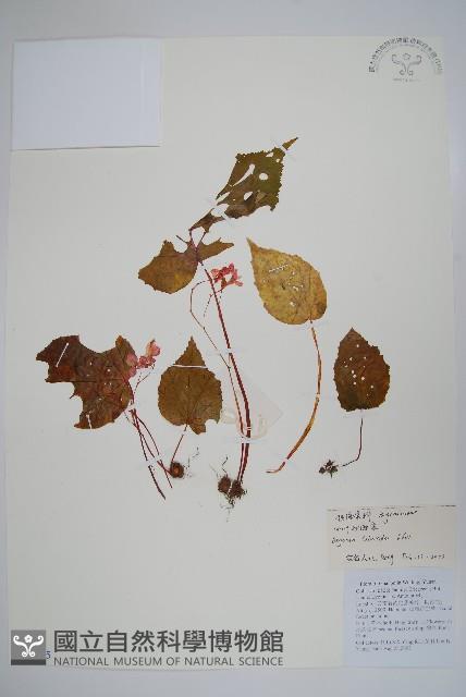 心葉秋海棠藏品圖，第1張