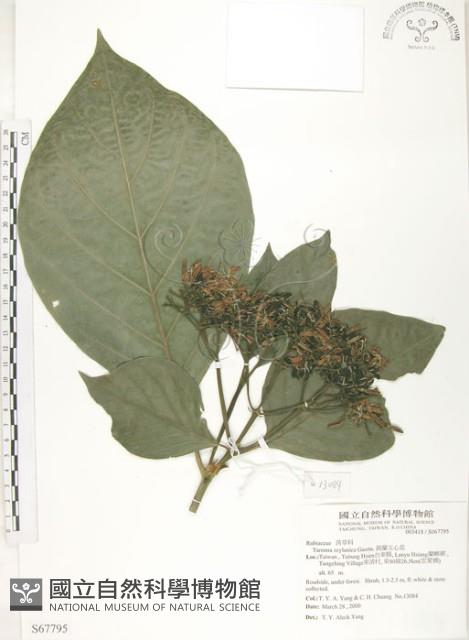 錫蘭玉心花藏品圖，第1張