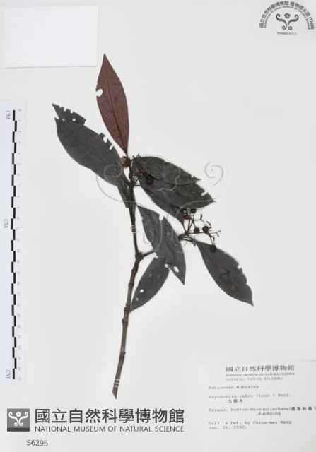 九節木、牛屎烏、青龍吐霧藏品圖，第1張