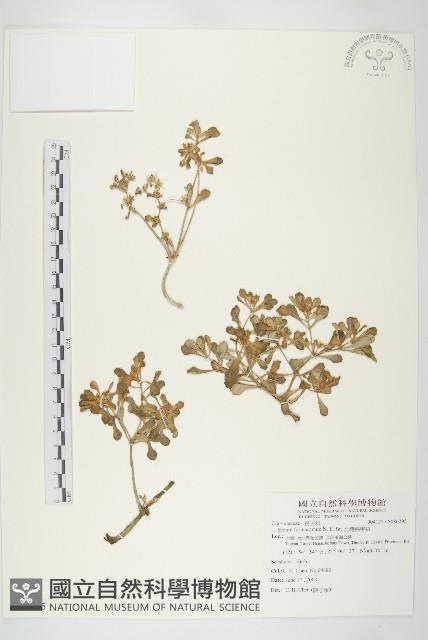 台灣佛甲草、石板菜藏品圖，第1張