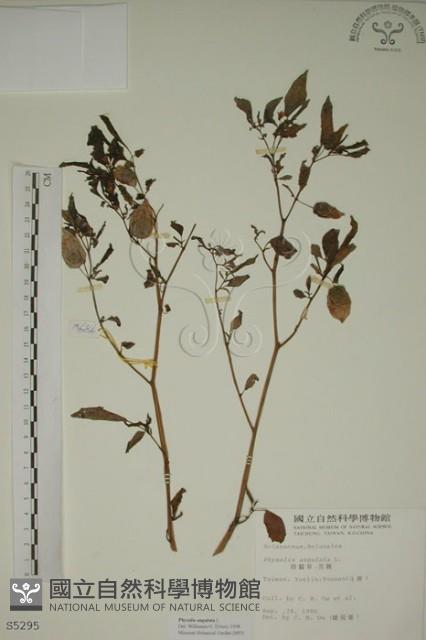 燈籠草藏品圖，第1張