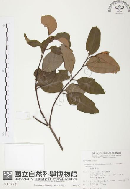 杜鵑桑寄生藏品圖，第1張