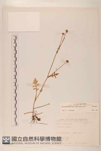 矮菊藏品圖，第1張