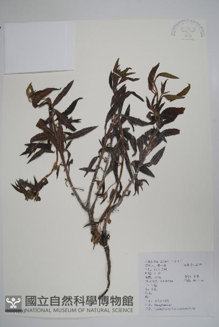 小花倒提壺藏品圖，第1張