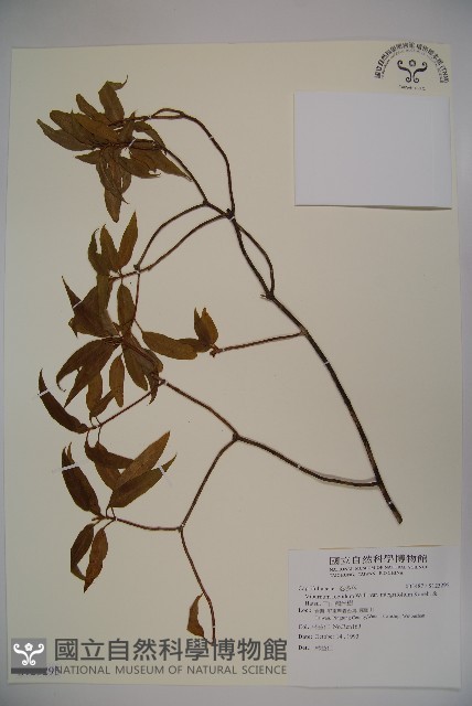 玉山糯米樹藏品圖，第1張