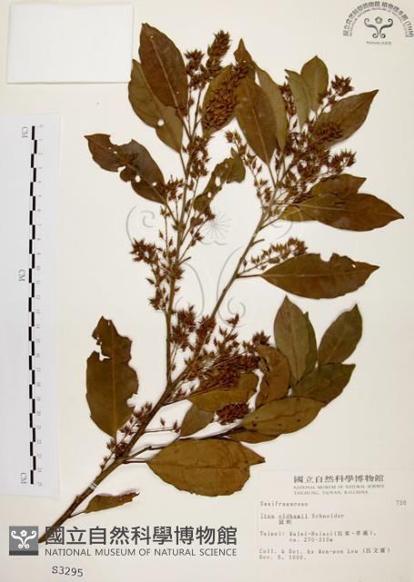 鼠刺藏品圖，第1張