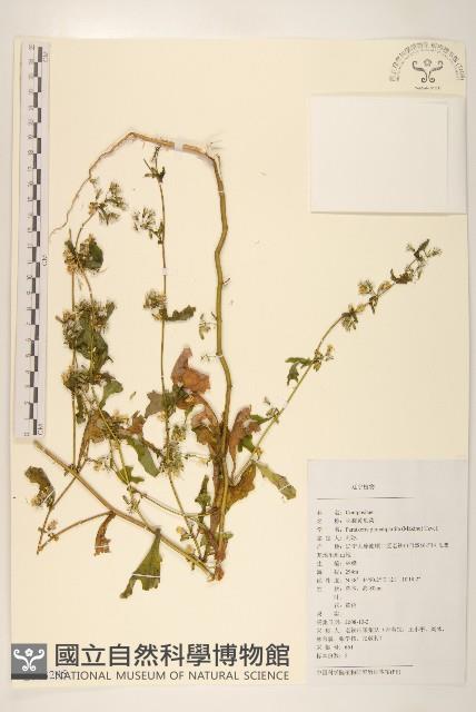 羽裂黃瓜菜藏品圖，第1張