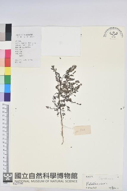 小返魂藏品圖，第1張