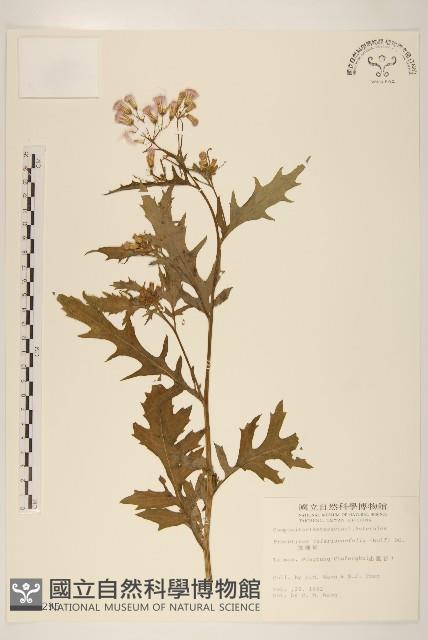 Accession Number:S007295 Collection Image, Figure 1, Total 2 Figures