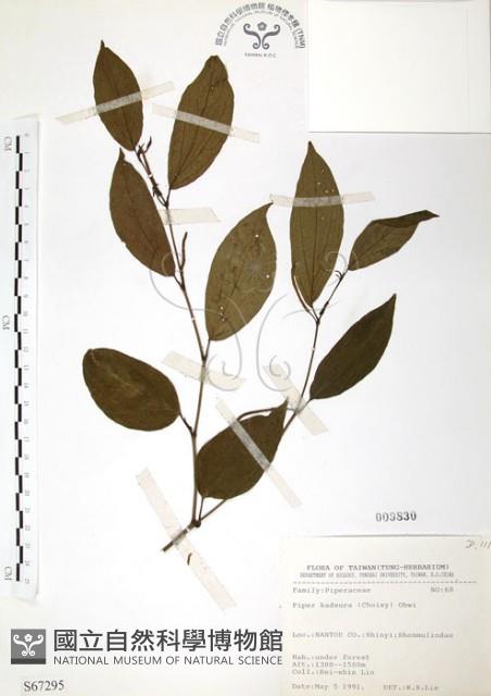 風藤藏品圖，第1張