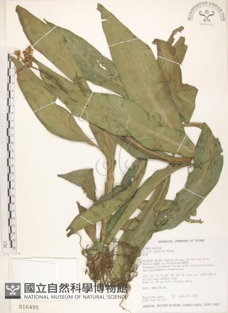 杜若藏品圖，第1張