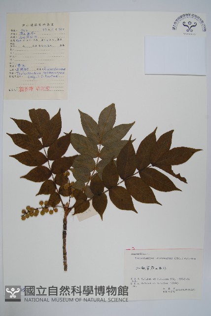 毛漆樹藏品圖，第1張