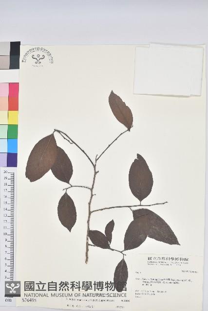 刺杜密藏品圖，第1張