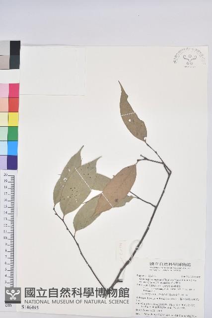 長尾尖葉櫧藏品圖，第1張