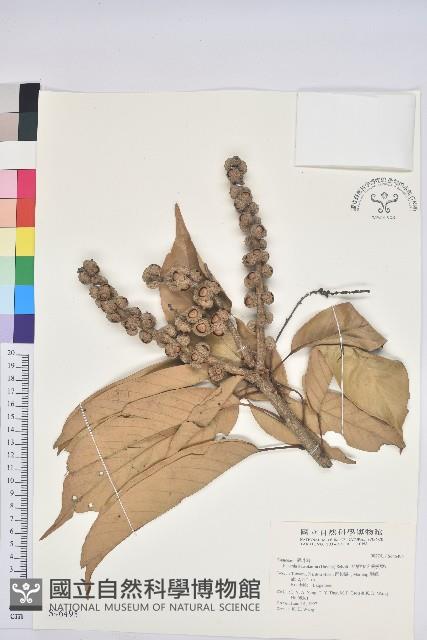 大葉石櫟、大葉校栗藏品圖，第1張