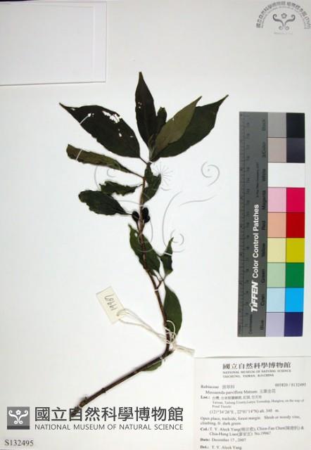 玉葉金花藏品圖，第1張