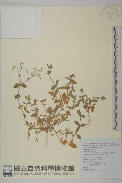 簇生卷耳藏品圖，第1張