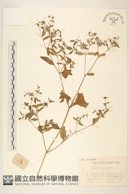 豨簽藏品圖，第1張