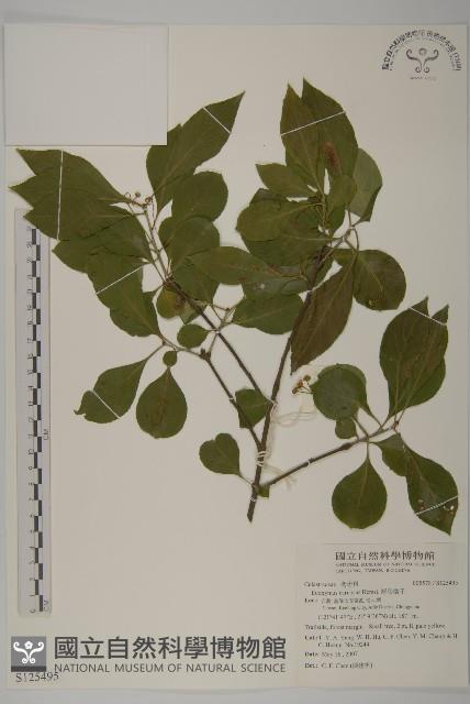 厚葉衛矛, 源一木藏品圖，第1張