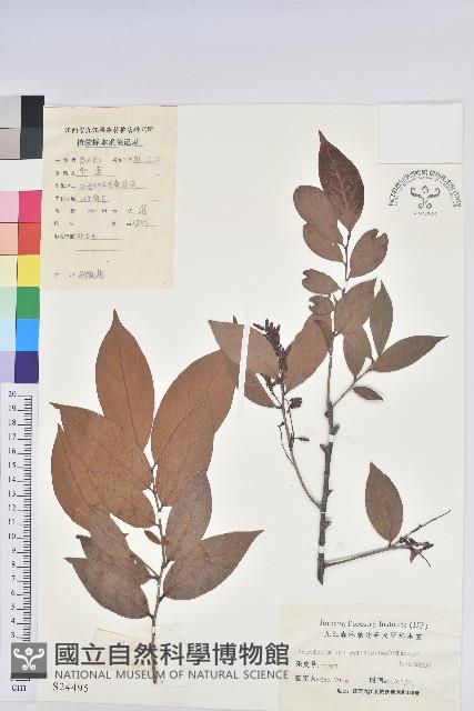 米飯花藏品圖，第1張