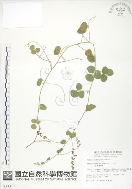 小葉括根藏品圖，第1張