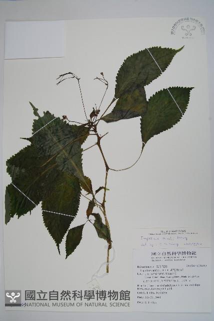 棣慕華鳳仙花藏品圖，第1張