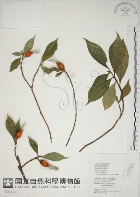 山黃梔藏品圖，第1張