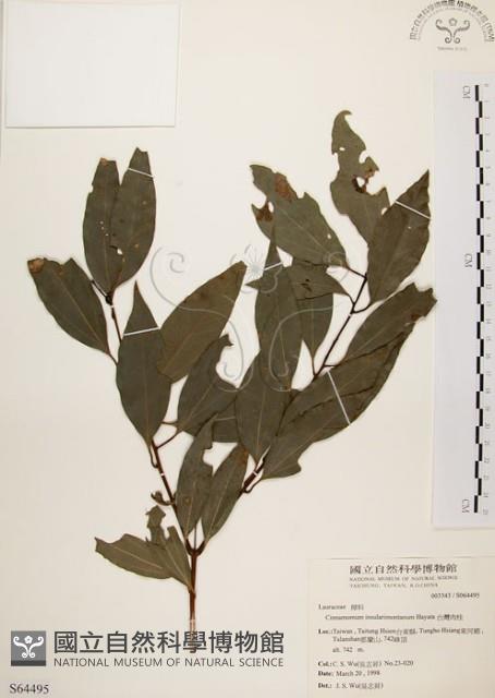 山肉桂、台灣肉桂藏品圖，第1張