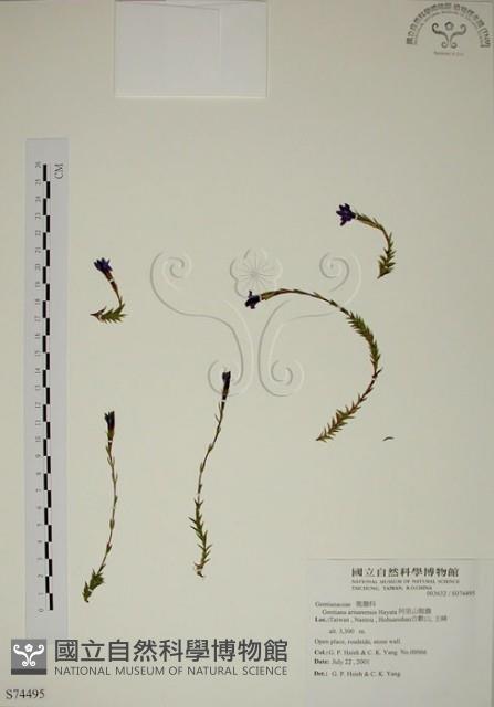 阿里山龍膽藏品圖，第1張