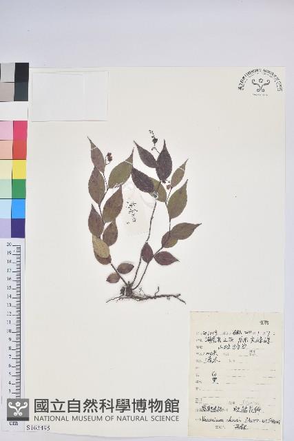 登錄號:S163495藏品圖，第1張