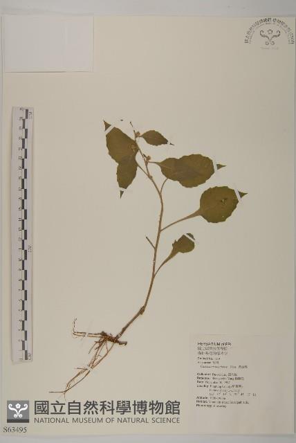 黃金珠藏品圖，第1張