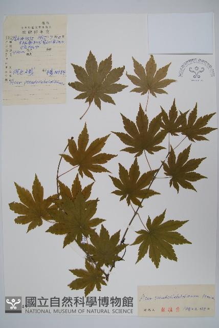 偽巴槭藏品圖，第1張