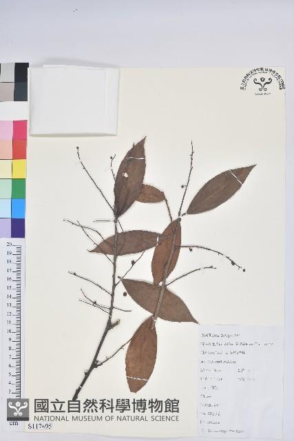 黃背越橘藏品圖，第1張