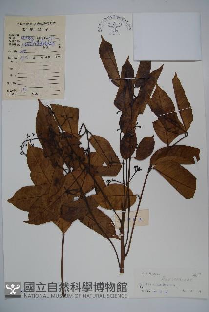 橄欖藏品圖，第1張