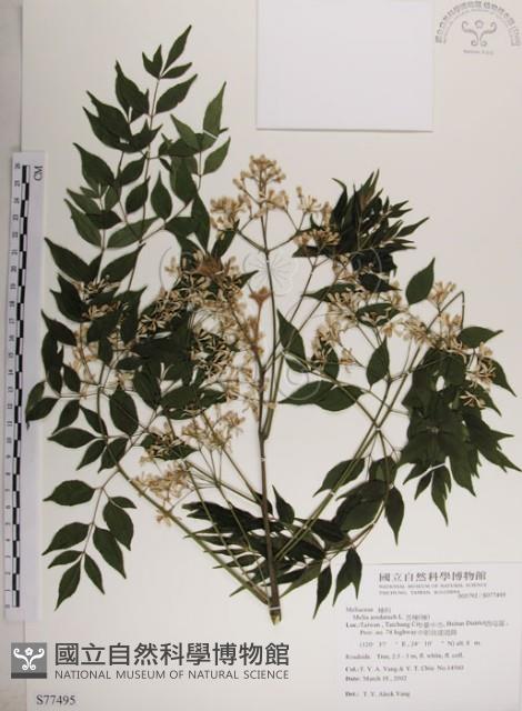 楝、苦楝藏品圖，第1張