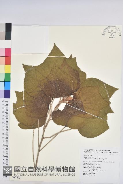 野桐藏品圖，第1張