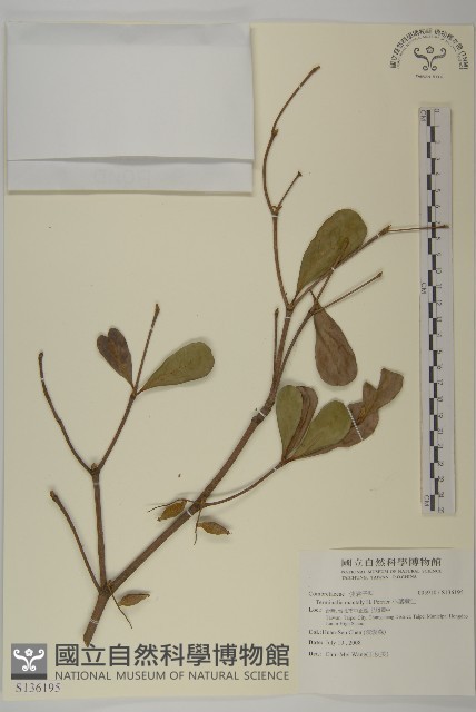 小葉欖仁藏品圖，第1張